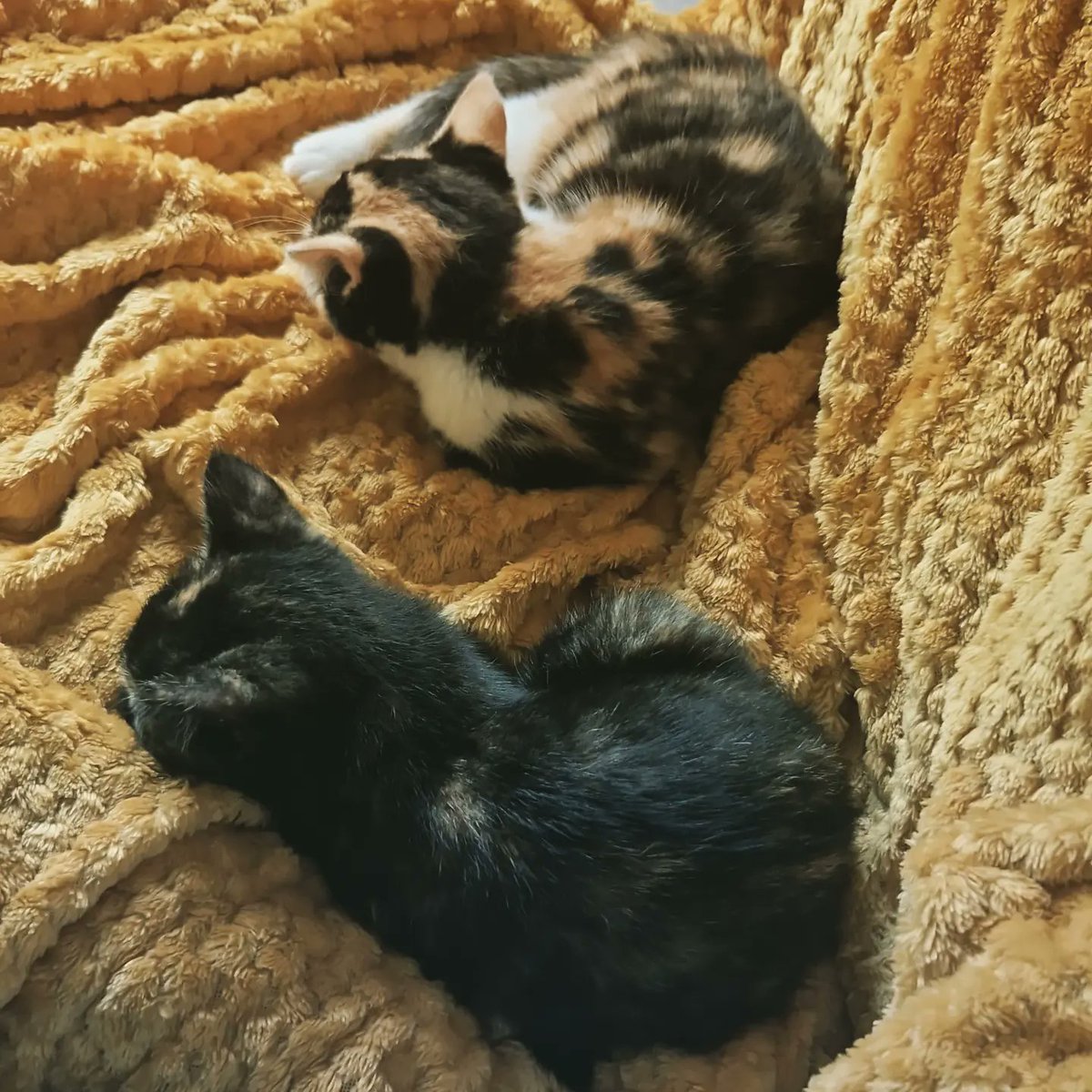 AmberH0709's tweet photo. New family members settling in well.. Willow and Molly.  So much fun and mischief!! 😊🐈🐈‍⬛ https://t.co/OzrBNThXwB