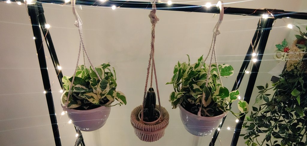who_JSS's tweet photo. I revamped the plant stand with new plants that I purchased yesterday 🙌🤗💞

The ones who were here before went out to balcony, shift change la😃

Its a modified cloth stand 🤗

#gardening
#indoorplants
#GardeningTwitter 
#interiors
#homedecor 
#GardenersWorld 
#creativestuffs https://t.co/WK0ECR8uiR