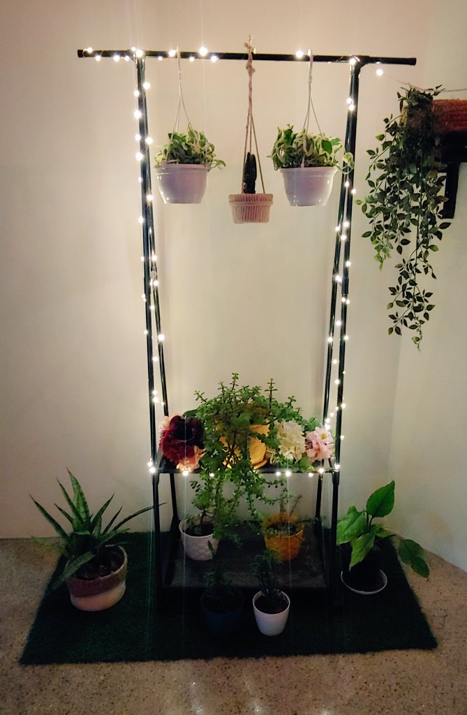 who_JSS's tweet photo. I revamped the plant stand with new plants that I purchased yesterday 🙌🤗💞

The ones who were here before went out to balcony, shift change la😃

Its a modified cloth stand 🤗

#gardening
#indoorplants
#GardeningTwitter 
#interiors
#homedecor 
#GardenersWorld 
#creativestuffs https://t.co/WK0ECR8uiR