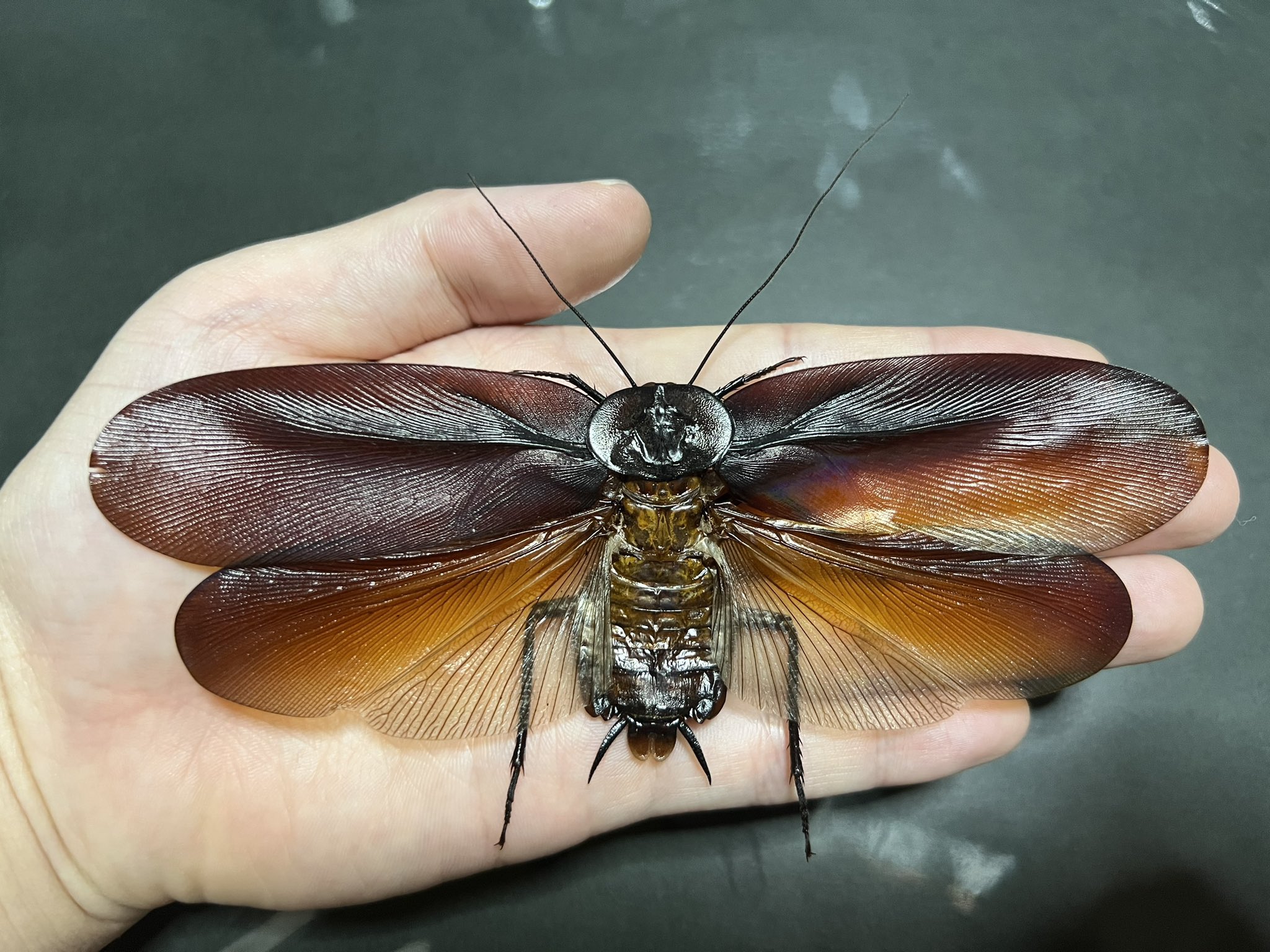 マンモスゴキブリ　Megaloblatta longipennis 標本　未見品 マンモスゴキブリ Megaloblatta わすれる longipennis 標本 未見品