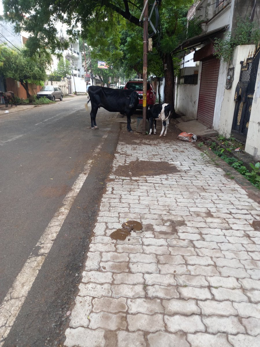 AkhilesPandey1's tweet photo. Kanpur k Geeta nagar ,ka Sundar haal@Pramila Pandey https://t.co/GTPcNZ2lP0