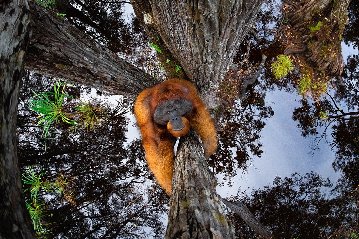 #InternationalOrangutanDay 2020: 1st prize Nature Photographer of the Year Thomas Vijayan took this shot in Borneo. He selected a tree that was in water so he could get a good reflection of the sky & create the upside-down effect & then waited hrs for a🦧🦋LJC #EarthKeepersUnite