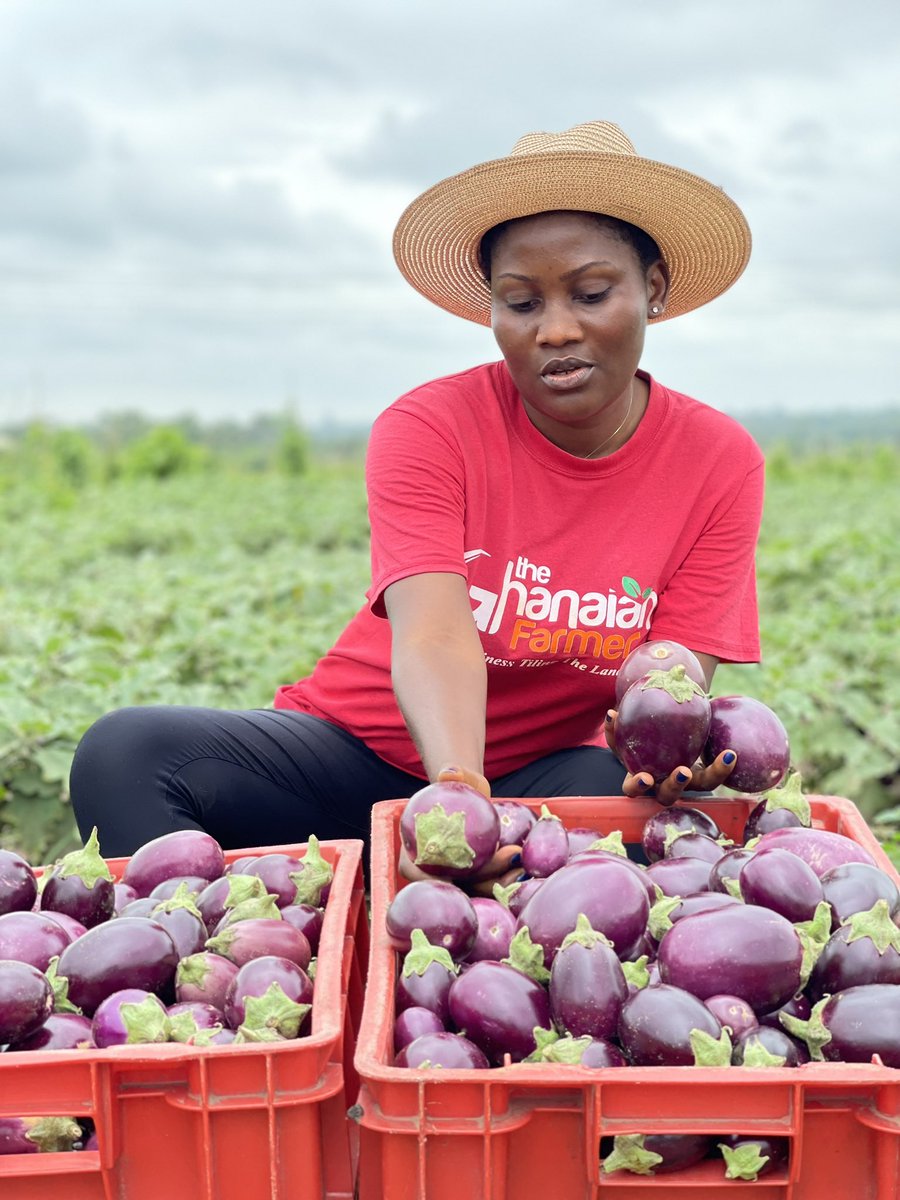 startfarmingnow's tweet photo. Tips to Growing Eggplants: 🍆🍆

1. ☀️ Choose a sunny location with 6-8 hours of sunlight.
2. 🌱 Use well-draining soil (pH 5.5-7.0) enriched with compost.
3. 🏡 Start seeds indoors 6-8 weeks before frost, then transplant.
Photo: @EnyonamManye #farming #FarmLife #sustainable https://t.co/A1DRHPMFOa