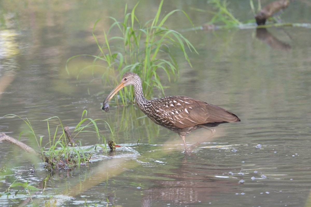 MaxBirding's tweet photo. A Montgomery County Mega! Limpkin at Pennyfield Lock on the C&amp;O Canal this morning. https://t.co/5C1uVJM4Be