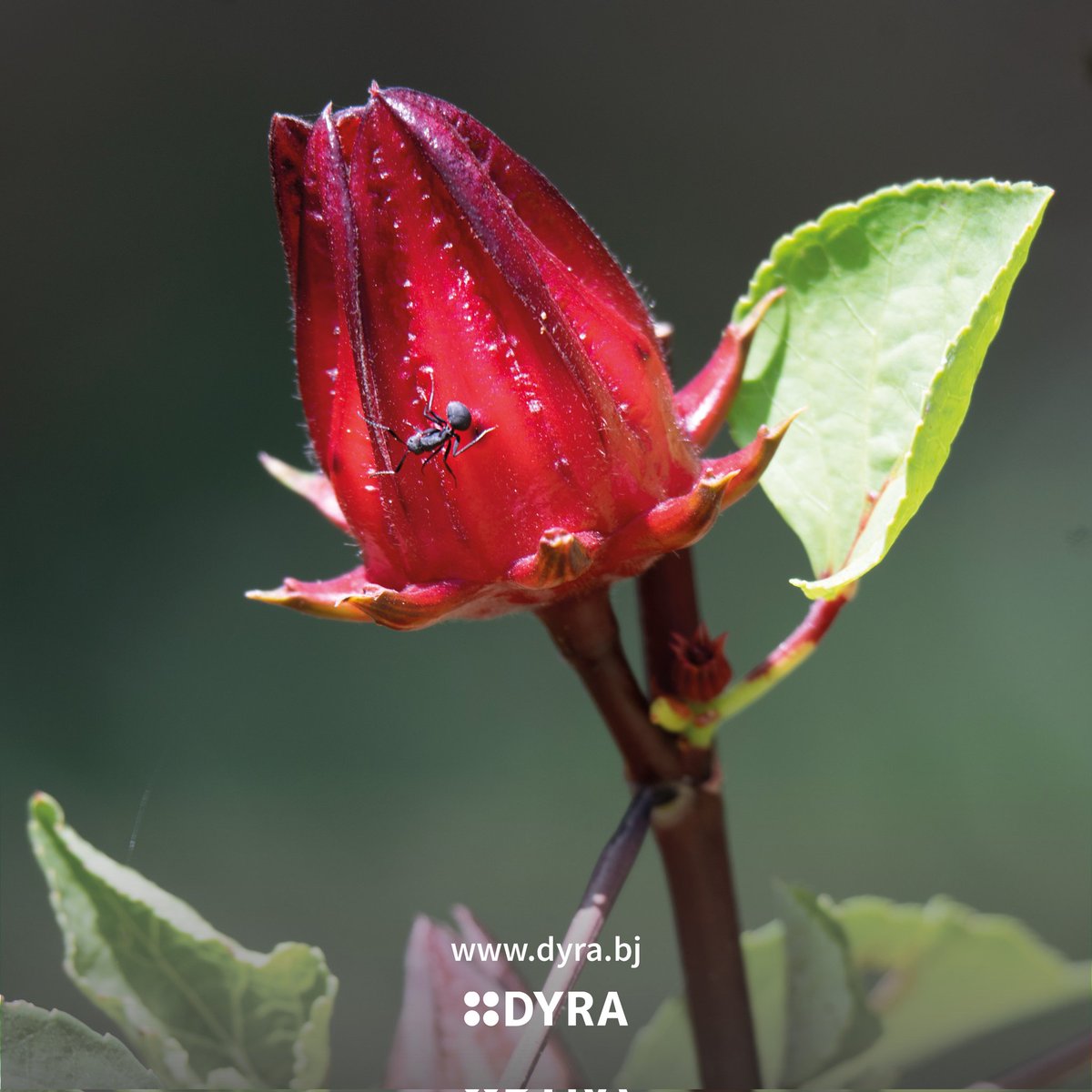 dyra_benin's tweet photo. 📸 Papillon 🦋, Natitingou-Benin
📸 Hibiscus, Perma-Benin
📸 Yapao, Bérecingou-Benin
📸 Télécommande DJI Phamton 4 Pro, Natitingou-Benin 
#JourneeMondialeDeLaPhotographie https://t.co/6ESilsIQTI
