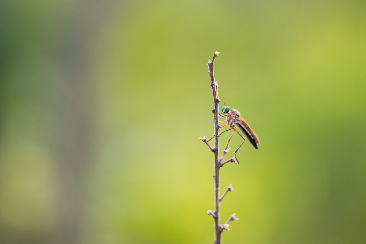 dyra_benin's tweet photo. 📸 Champignon, Chute de Kota-Benin
📸 Insecte, Tanguiéta -Benin
📸 Caméléon, Dassari-Benin
📸 Chute de Tanougou, Bénin
#JourneeMondialeDeLaPhotographie 
#DYRA https://t.co/3JIzke9u1g