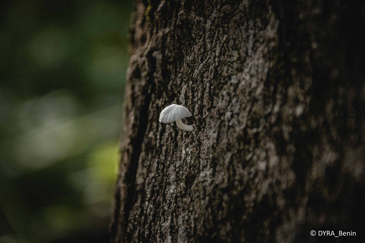 dyra_benin's tweet photo. 📸 Champignon, Chute de Kota-Benin
📸 Insecte, Tanguiéta -Benin
📸 Caméléon, Dassari-Benin
📸 Chute de Tanougou, Bénin
#JourneeMondialeDeLaPhotographie 
#DYRA https://t.co/3JIzke9u1g