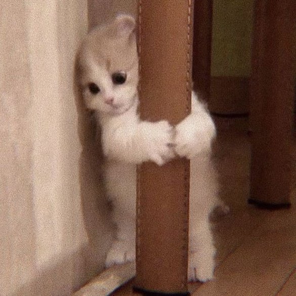 taehyun as cats (@taehyuncats) on Twitter photo 