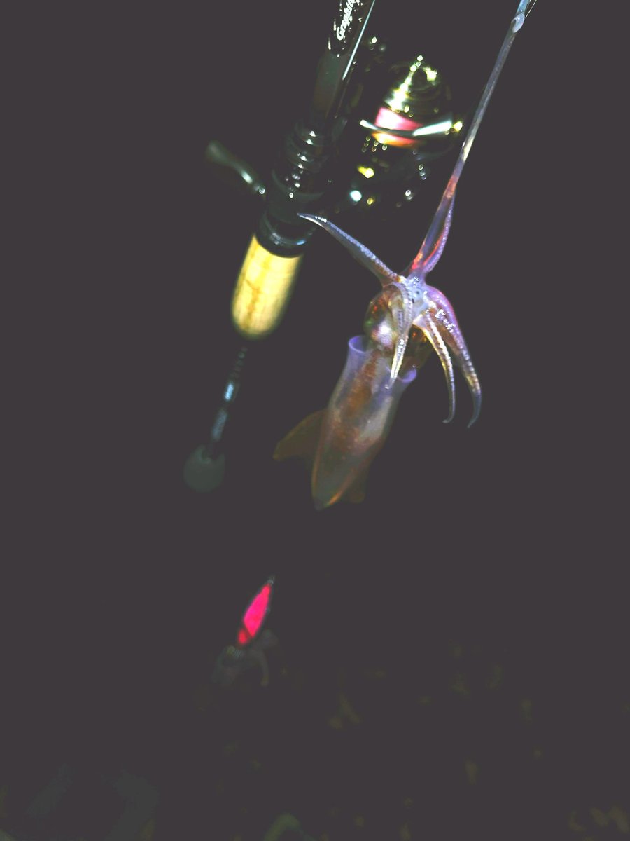 fishingkiuchi's tweet photo. 久々に出したスーパーコルト612L-T♪

アジングのはずが何故かイカ釣りに…笑笑

超高感度エギング笑笑 https://t.co/t5f0NJAzO1