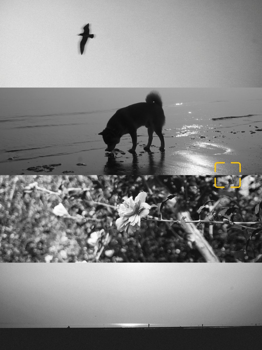 赤金&amp;黑白
#柴犬