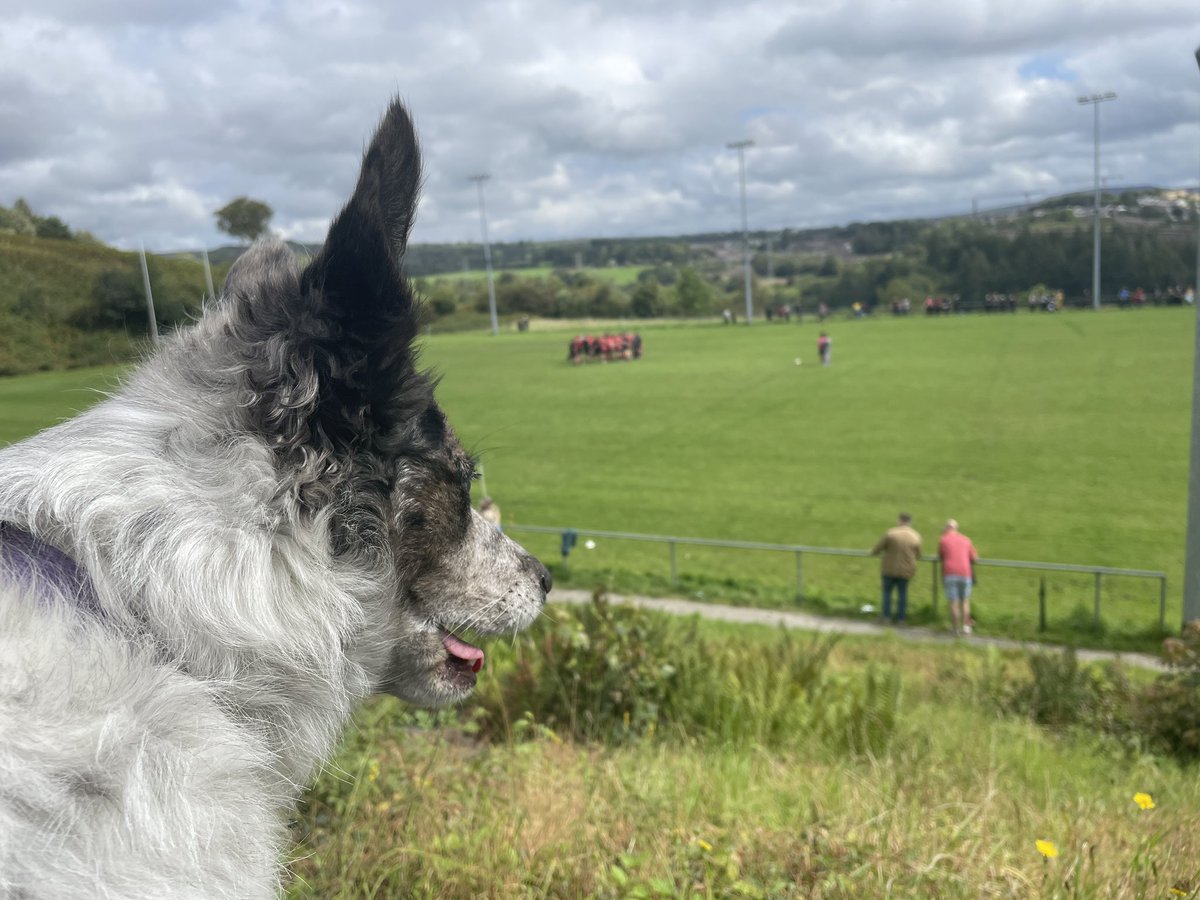 Today, I am mostly supporting my local rugby club @CefnRugby  #dogsoftwitter #bordercollie  #rugby #halftime