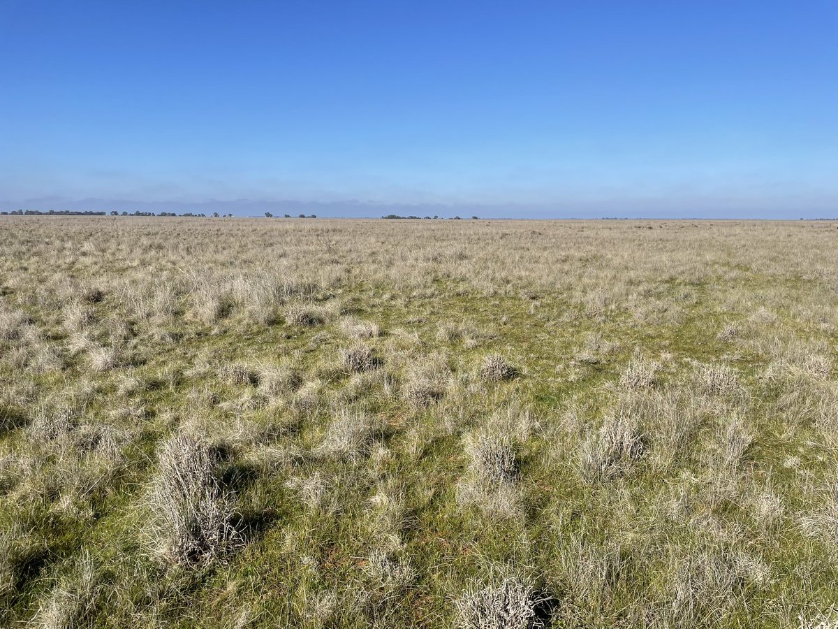 A nice pair of Plains-wanderer found earlier this week. 

#nswriverineplain #grasslands #bird #plainswanderer #wandering #longtermmonitoring