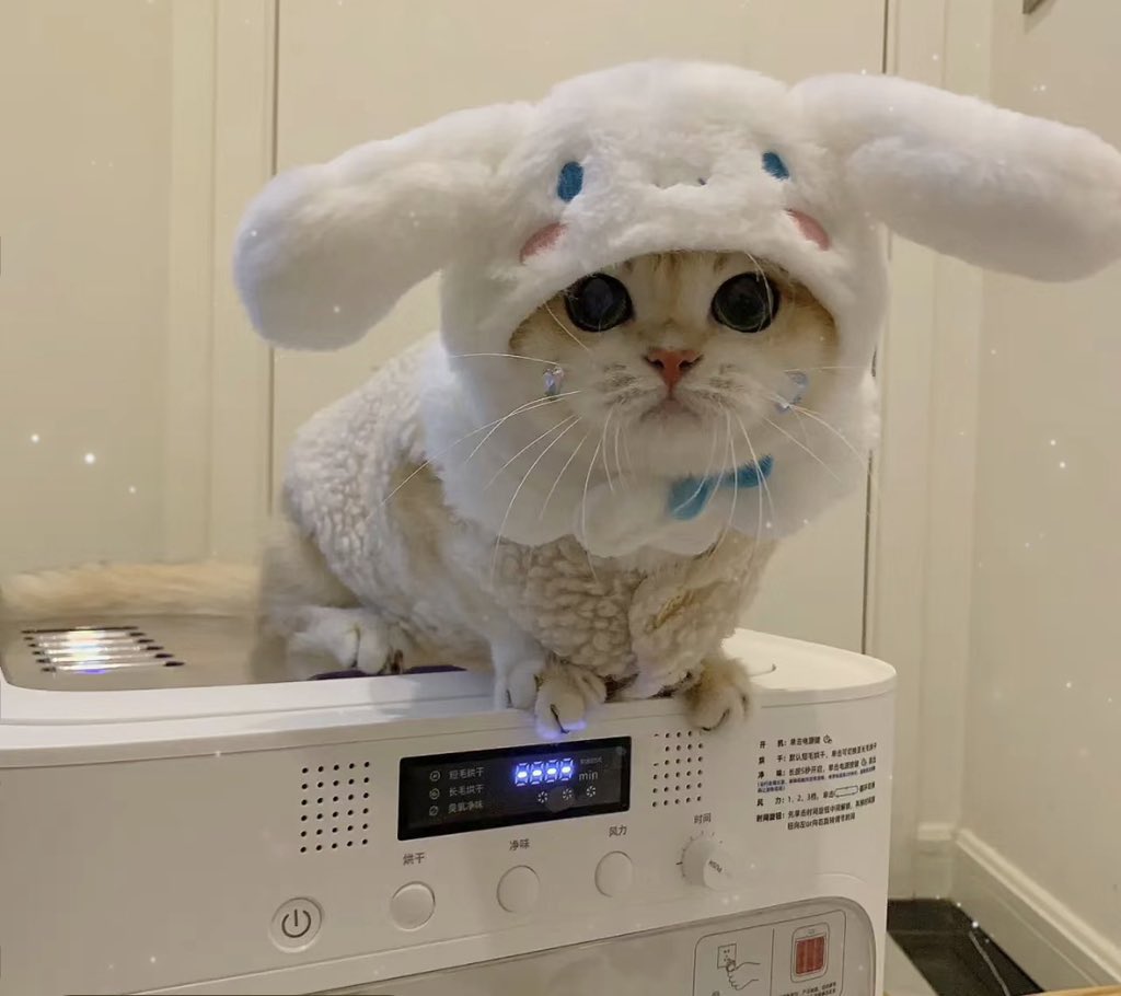 piinkimi_'s tweet photo. cat with cinnamoroll hat https://t.co/7m2gCgrI5k