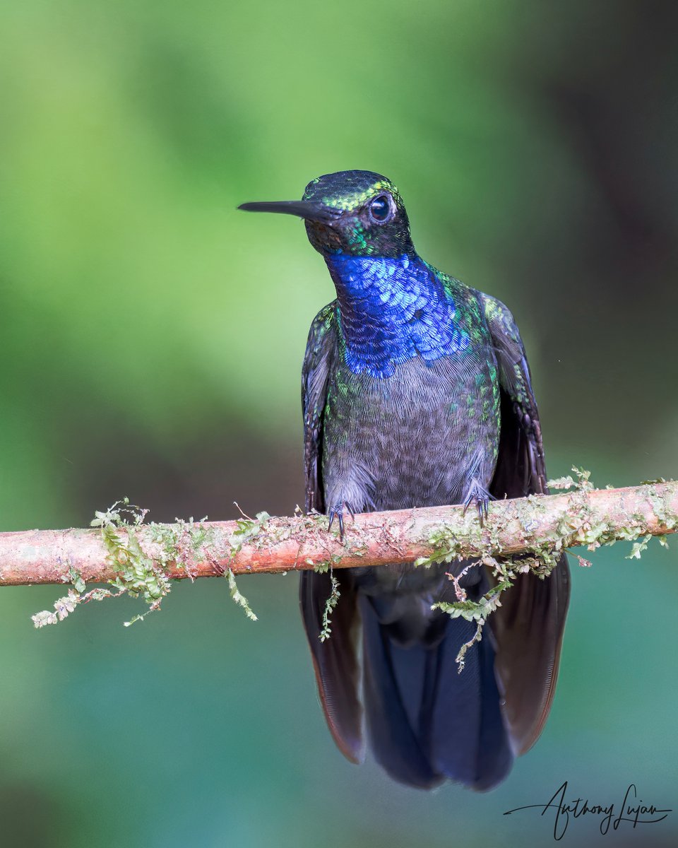 anthonylujan's tweet photo. Not only superheroes wear capes!
Napo Sabrewing
Campylopterus villaviscensio
Status - NEAR THREATENED according to the IUCN Red List unknown how individuals are left
@llanteria_birds
Sony A1 - Sony 600mm
#ALhummingbirdperched
#naposabrewing #sabrewing #hummingbird #colibrí ... https://t.co/4vXyFqSzlX