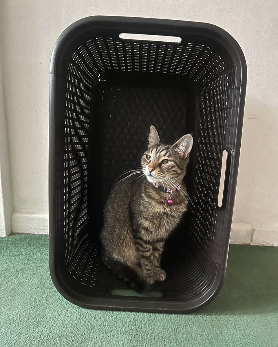 The Tower Bridge Cat tweet media