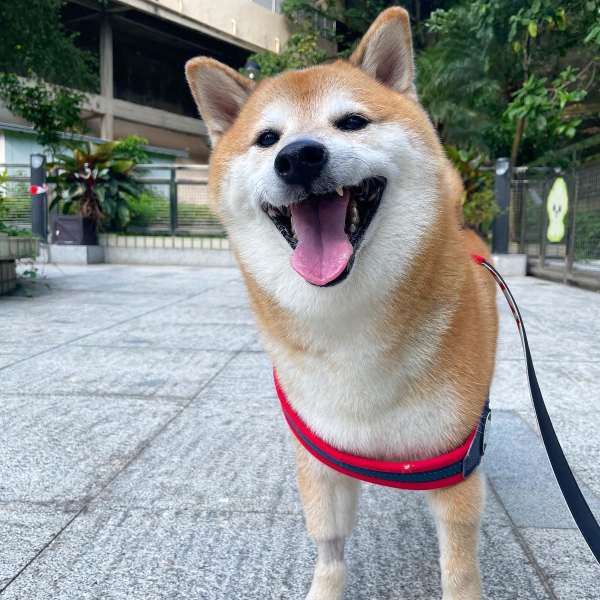 mishaboar's tweet photo. Goodbye Balltze, lovely yellow doggo and, as Cheems, king of memes.

Balltze passed away yesterday at the age of 12. As his owner wrote, "remember the joy that Balltze brought to the world".

We salute you! May the cannoli be with you. https://t.co/fxo6a5JKwJ