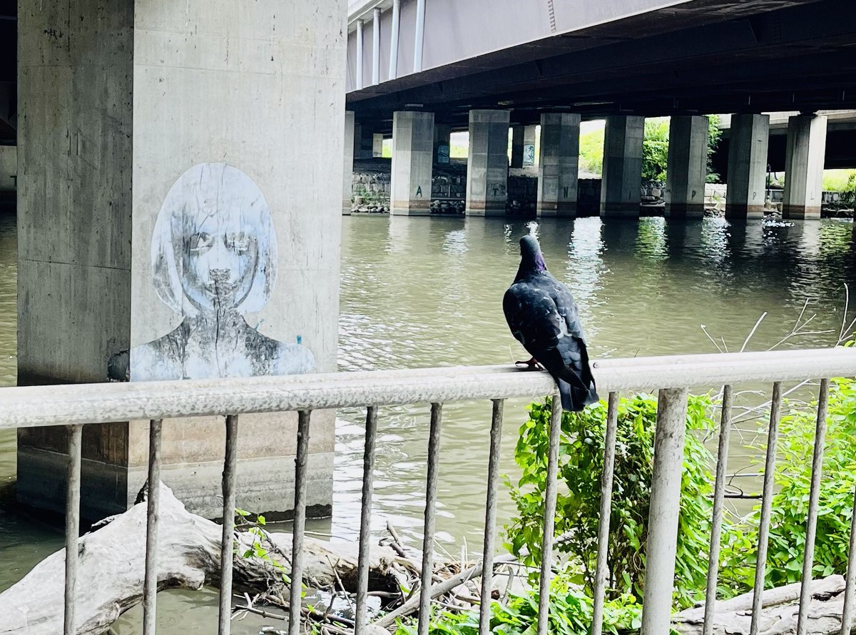 Staycations are not good for me. I am starting to take pictures of pigeons. 😂😂😂