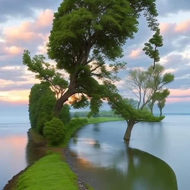LarthaDm's tweet photo. portrait of green trees. https://t.co/KShUqw5Ino