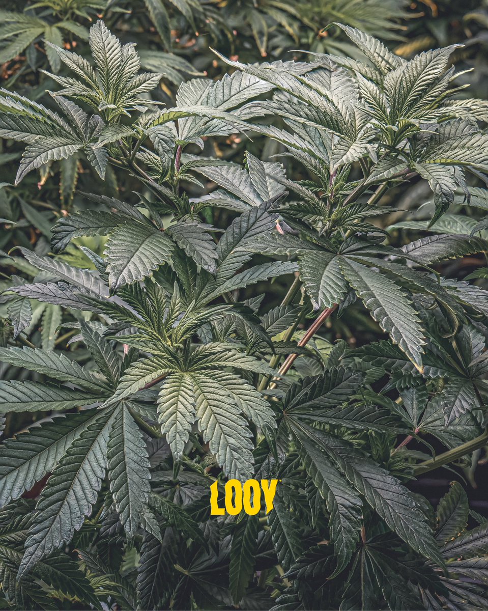 looyganja's tweet photo. Banana Krumble  🍌
[ Banana Punch x OG Kush ] 

A mother-to-be 👩🏻‍🍼✂️😬
#cannabisculture #weedlife https://t.co/unkFO947Bb