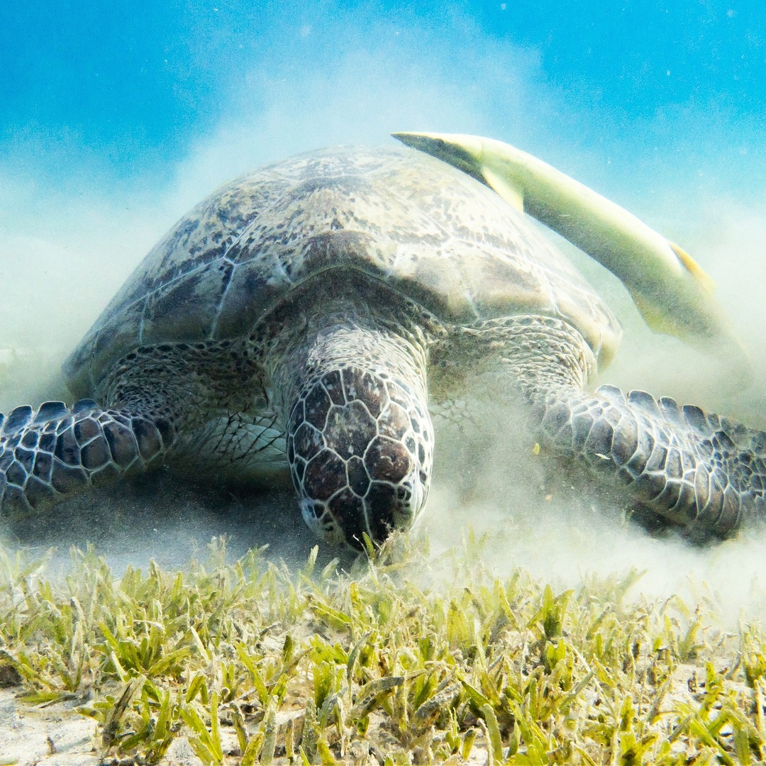 Seagrasses are ecological powerhouses, supporting life in &amp; out of the ocean!

From sheltering fish &amp; invertebrates to feeding sea turtles, they are bustling communities of #biodiversity. They also absorb carbon dioxide - making them vital in the fight against #ClimateChange!