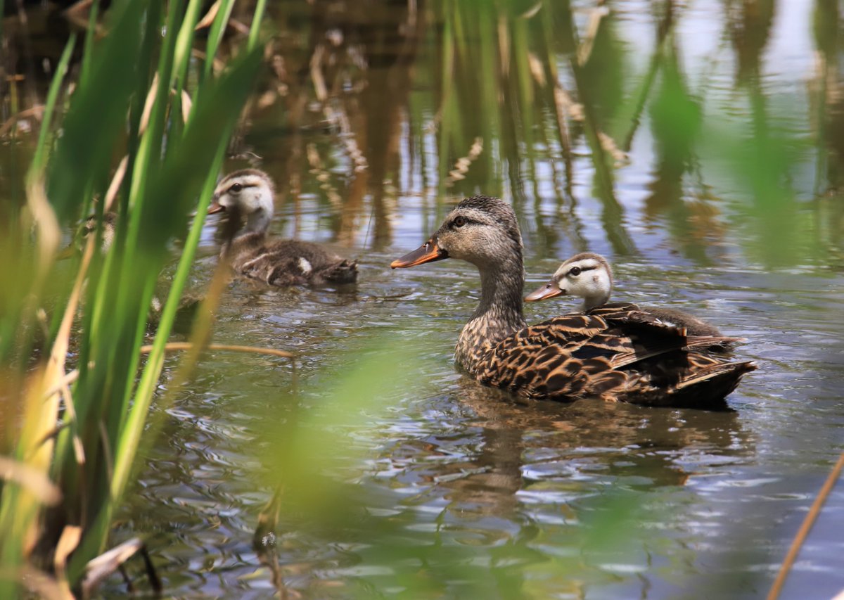 PBCWUD's tweet photo. We celebrate National Photographer's Day by highlighting our Water Treatment Plant 3 Operator, Rick! His breathtaking photographs of PBCWUD's wetlands over the past 6 years showcase the importance of preserving these precious habitats by providing a vital resource, water. https://t.co/cqn9b2k9WG