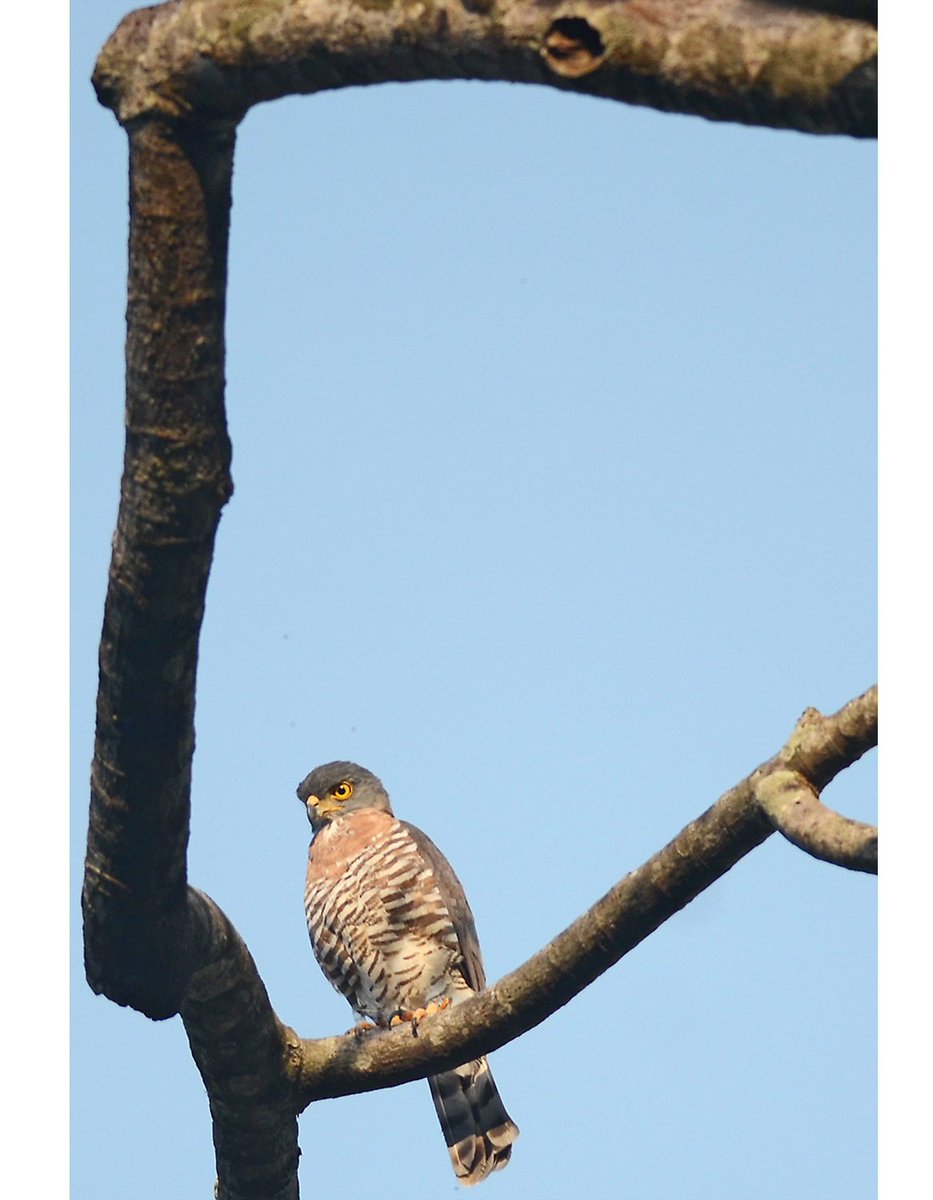 Alap jambul
Crested goshawk
Accipter trivirgatus

#wildlife #birds