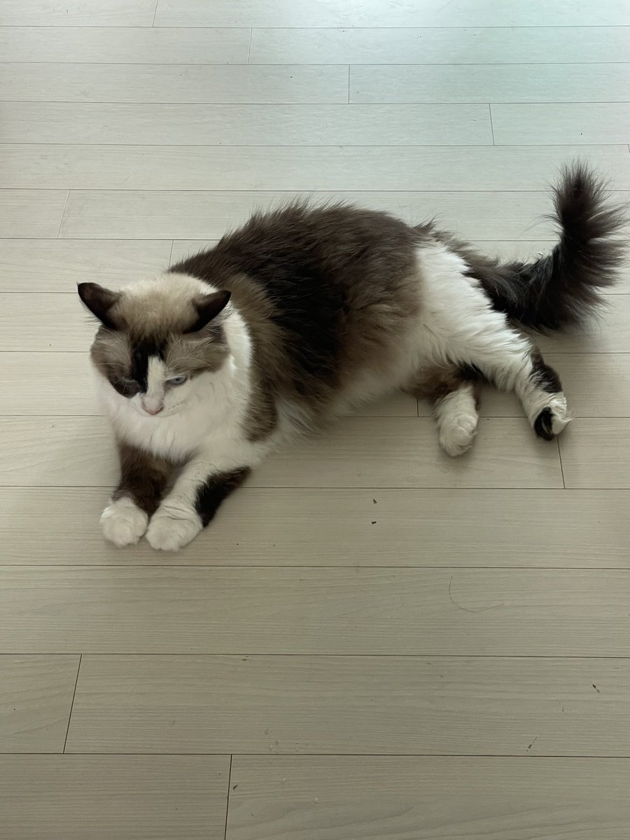 ymk___10's tweet photo. 猫猫猫
ねこねこねこ
ネコネコネコ https://t.co/wunxawE8YP
