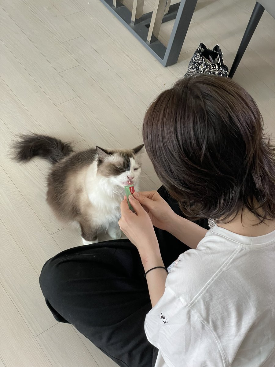 ymk___10's tweet photo. 猫猫猫
ねこねこねこ
ネコネコネコ https://t.co/wunxawE8YP
