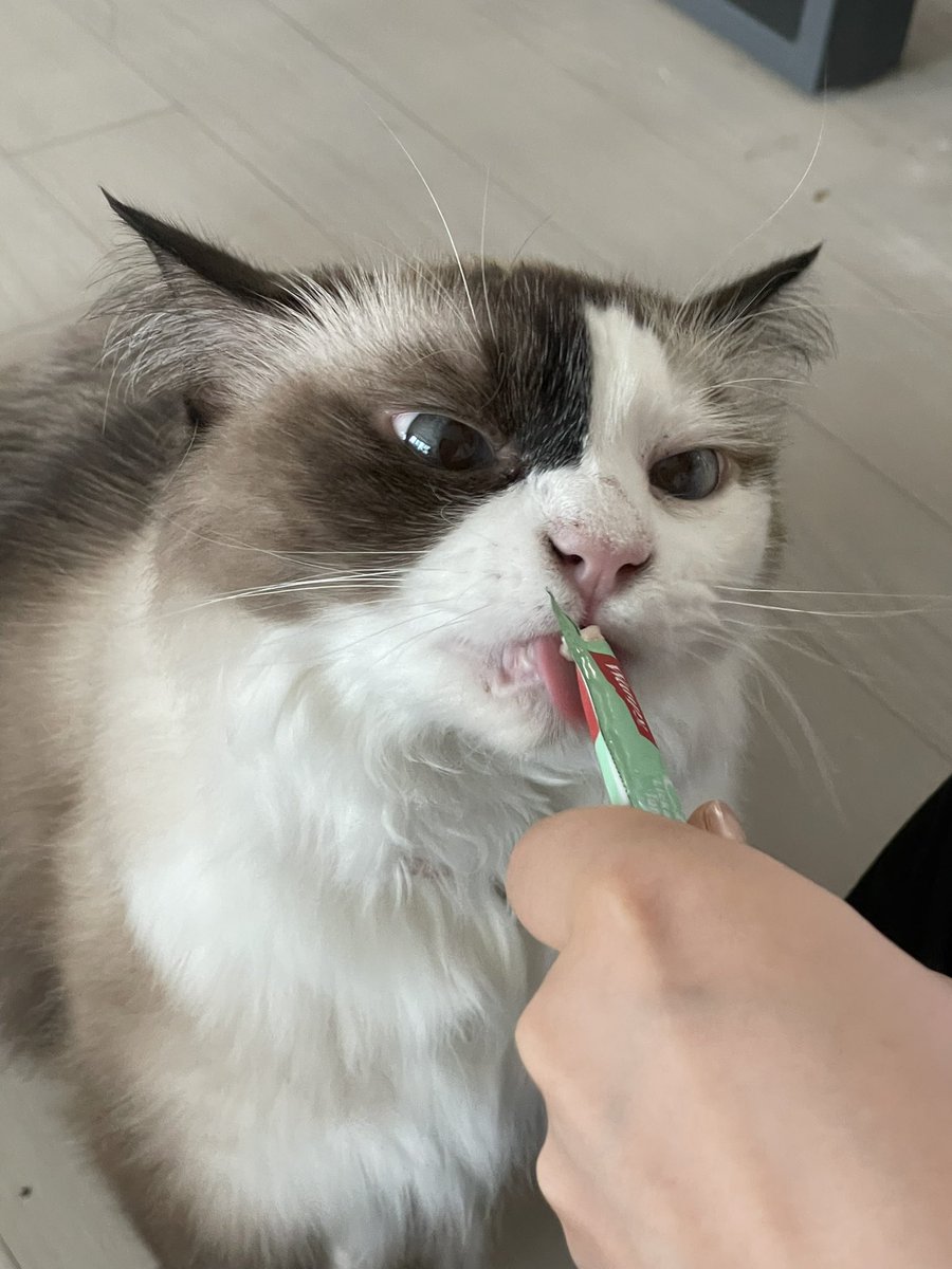 ymk___10's tweet photo. 猫猫猫
ねこねこねこ
ネコネコネコ https://t.co/wunxawE8YP