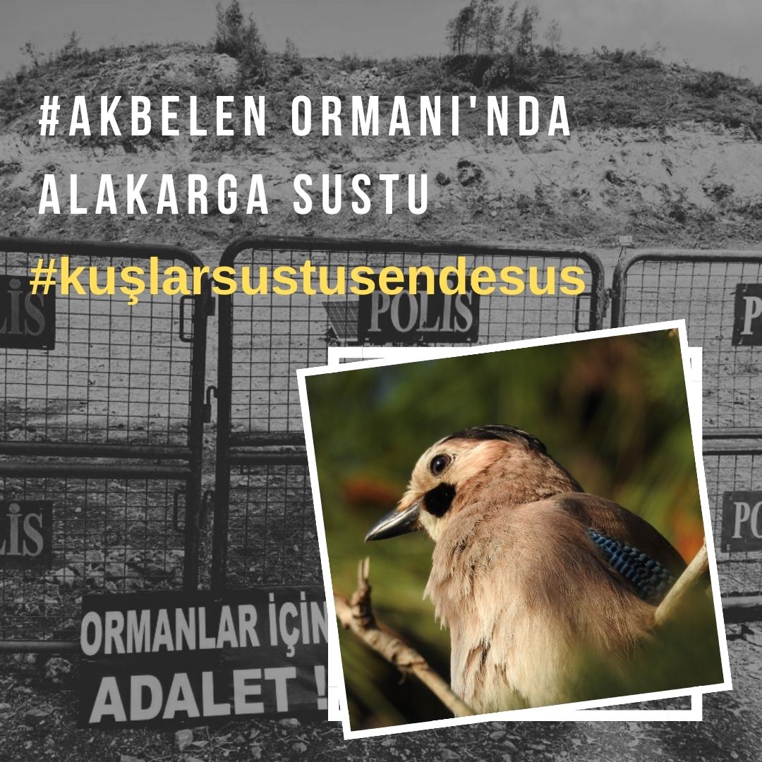 Limak'ın, vahşetin sesi olma #AkbelenOrmanı’nın, kuşların, doğanın sesi ol! Limak'ın himayesinden çık, Akbelen Ormanı’nın Dostlarına katıl @muratkarahann 
#KuşlarSustuSenDeSus