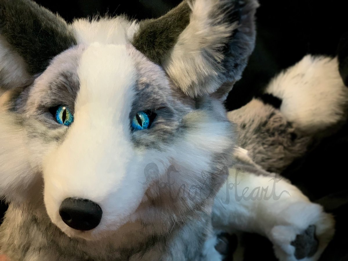 Forzaswift's tweet image. My latest handsewn creature - this platinum fox, ~14” nose to bum! My fox pattern was looong overdue and I’m glad I finally got around to doing so! #platinumfox #foxplush #haoandheart