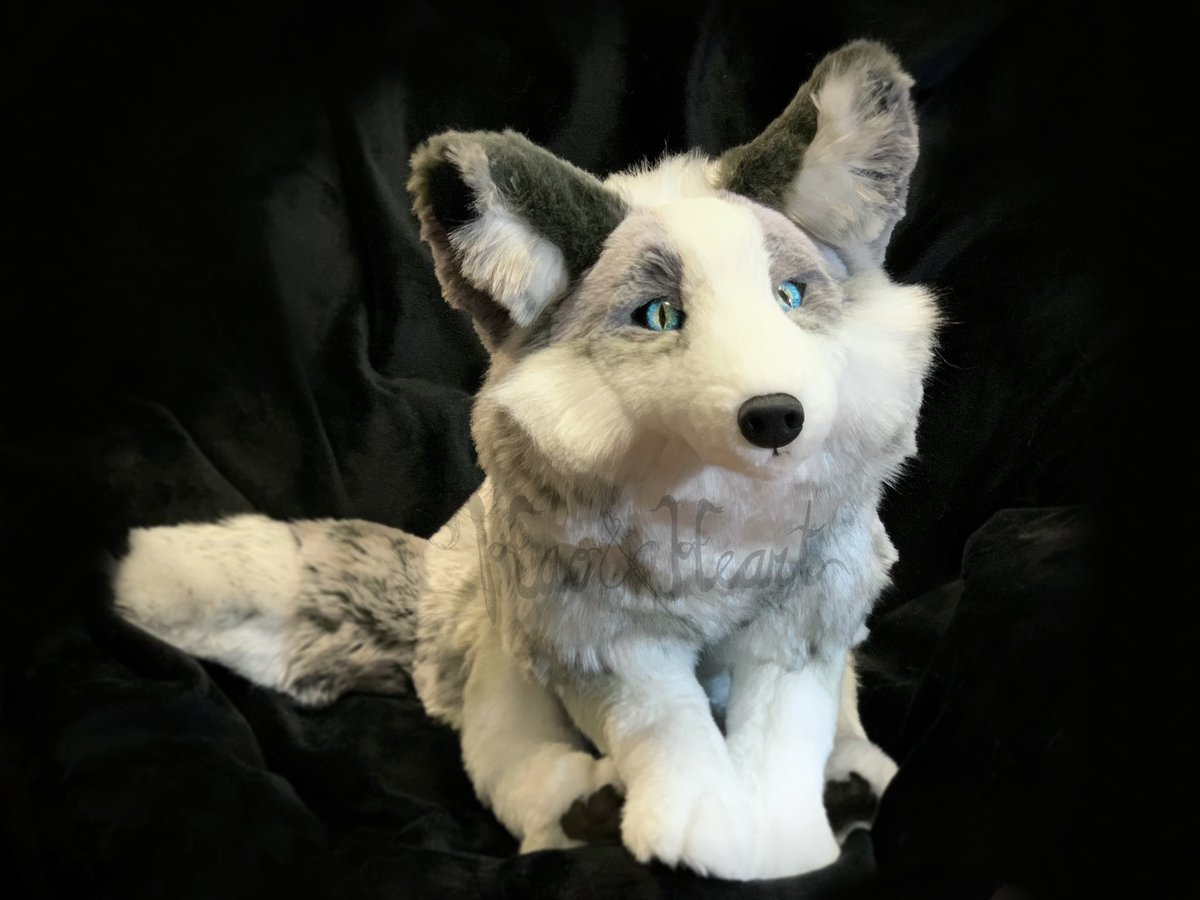 Forzaswift's tweet image. My latest handsewn creature - this platinum fox, ~14” nose to bum! My fox pattern was looong overdue and I’m glad I finally got around to doing so! #platinumfox #foxplush #haoandheart