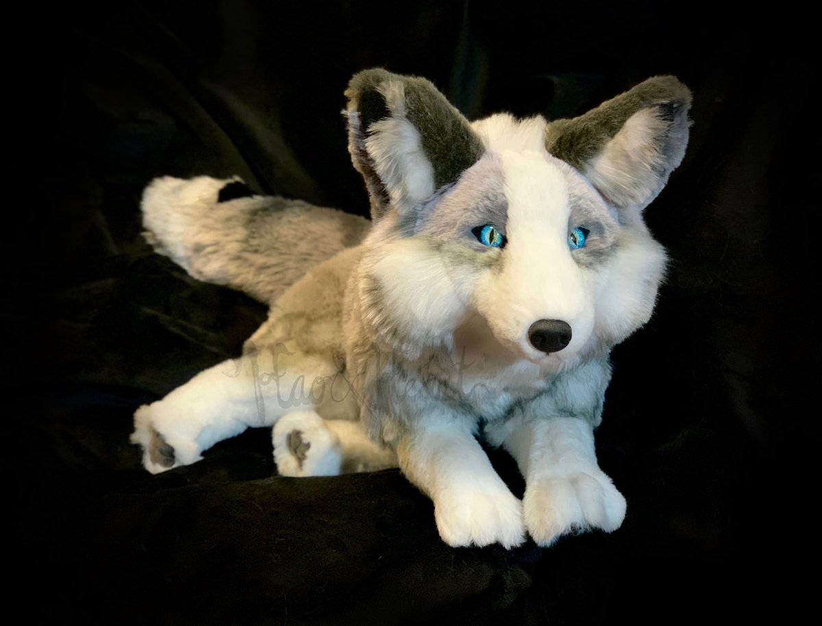 Forzaswift's tweet image. My latest handsewn creature - this platinum fox, ~14” nose to bum! My fox pattern was looong overdue and I’m glad I finally got around to doing so! #platinumfox #foxplush #haoandheart