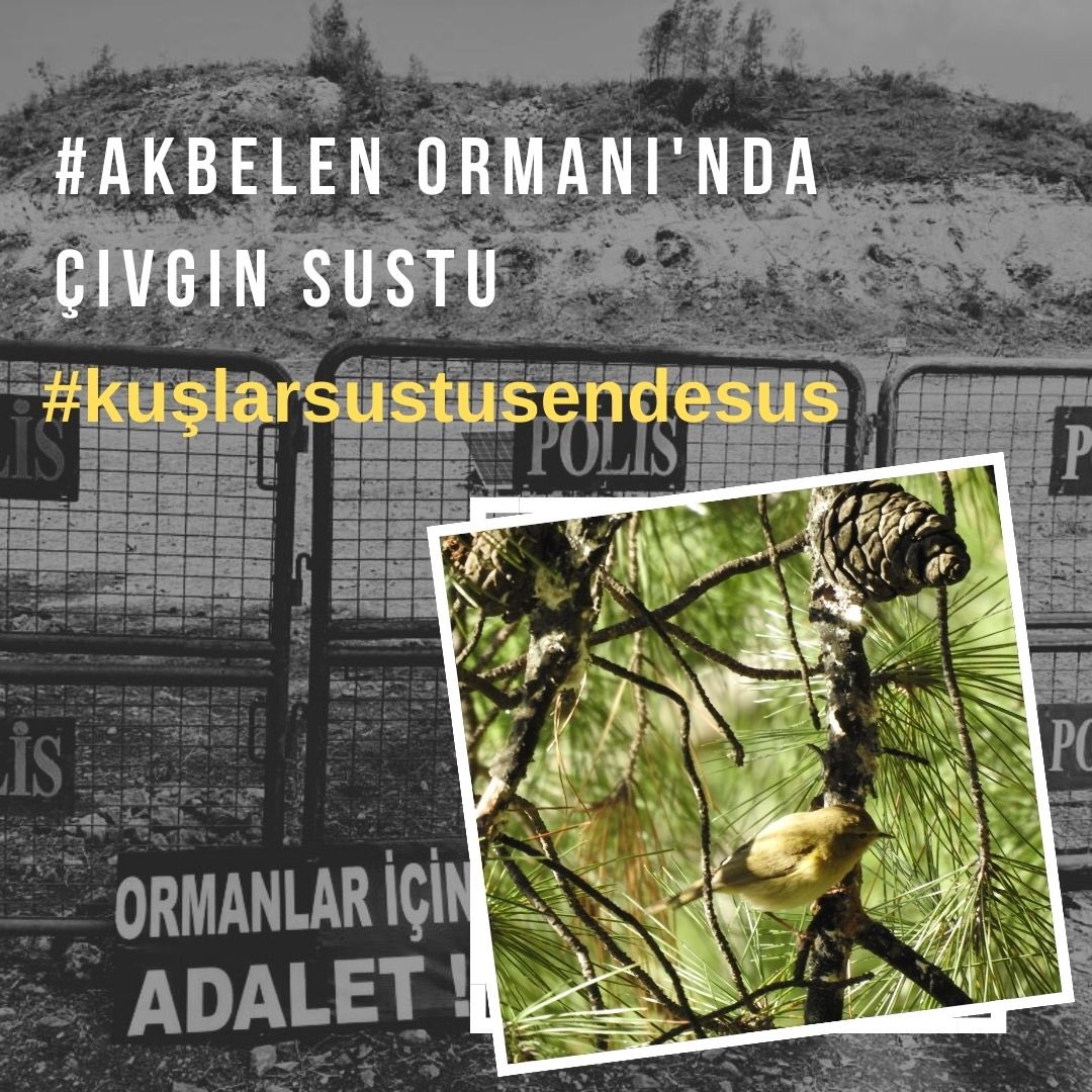 #AkbelenOrmanı'nda kuşlar yuvasız kaldı, şimdi yas zamanı. Limak'a arya değil bize bir ağıt söyle <a href="/muratkarahann/">Murat Karahan</a> 
 #KuşlarSustuSenDeSus