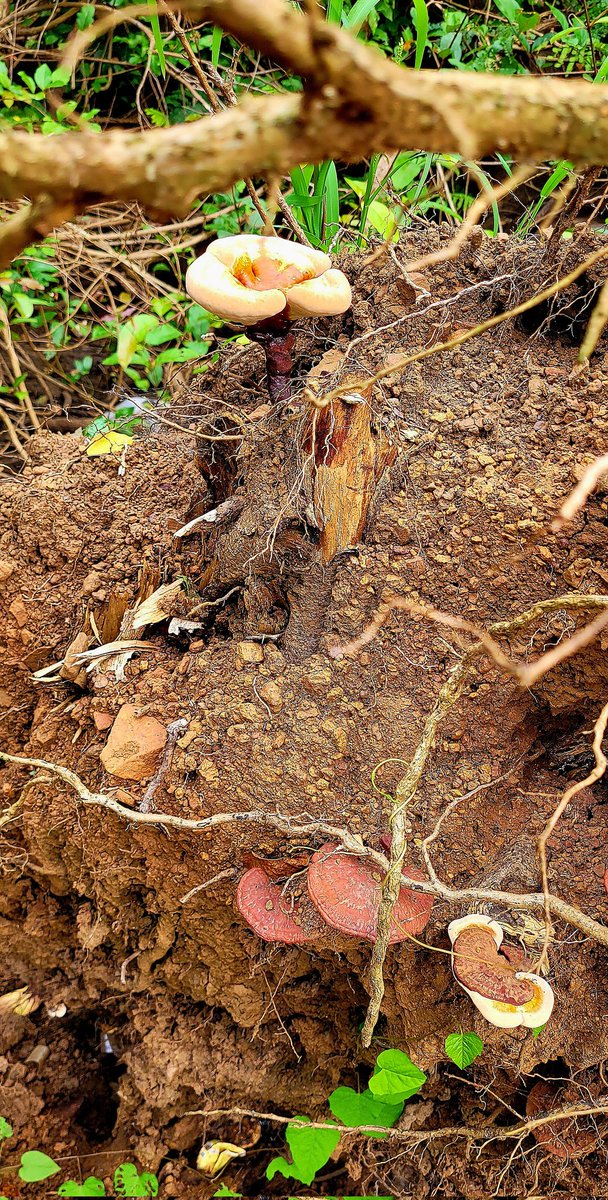 SANDEEPmohan_'s tweet image. धरती पर हरियाली हो
जीवन में सबके खुशहाली हो

A discovery in the fading twilight

#lingzhiganoderma
#reishimushroom 

Locals tell it has health benefits including boosting immunity.