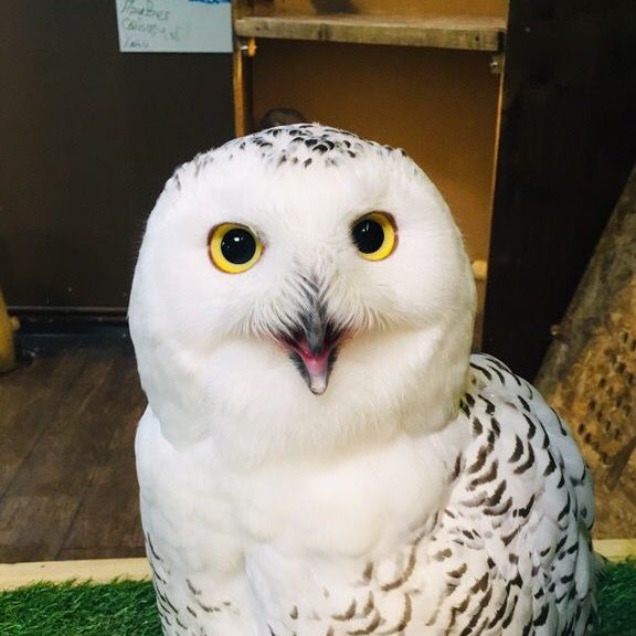 taehyun as owls (@2k0t0h2) on Twitter photo 