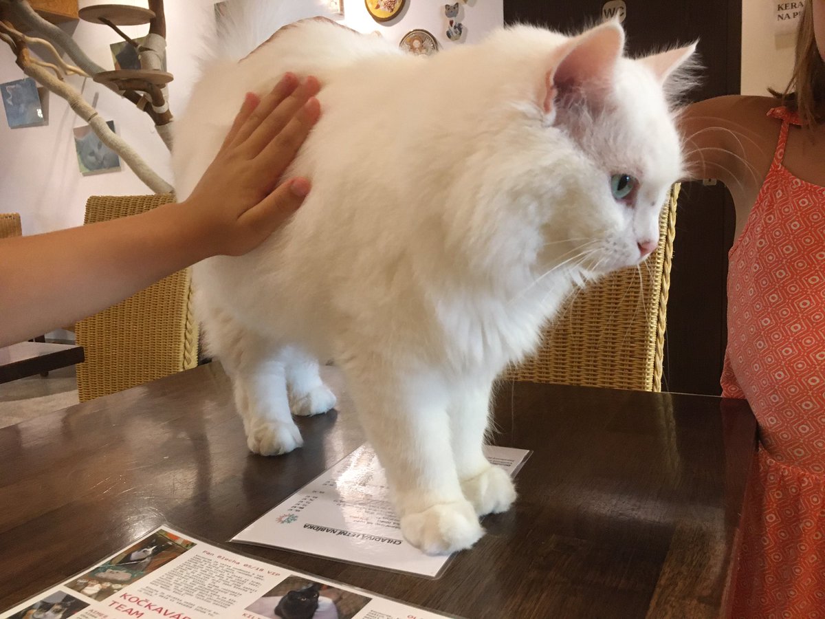 Pozdrav z píseckého KočKafe pro <a href="/ondra_hanus/">ondra hanus</a>