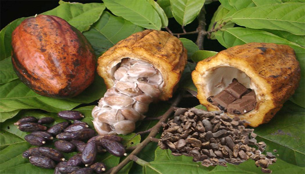 MarketExport's tweet photo. 🌱🍫 Honduras is a rising star in cacao production! 🇭🇳 With its ideal climate and fertile soil, this beautiful Central American country is becoming a major player in the global cacao industry. https://t.co/OQXf5PPCBU