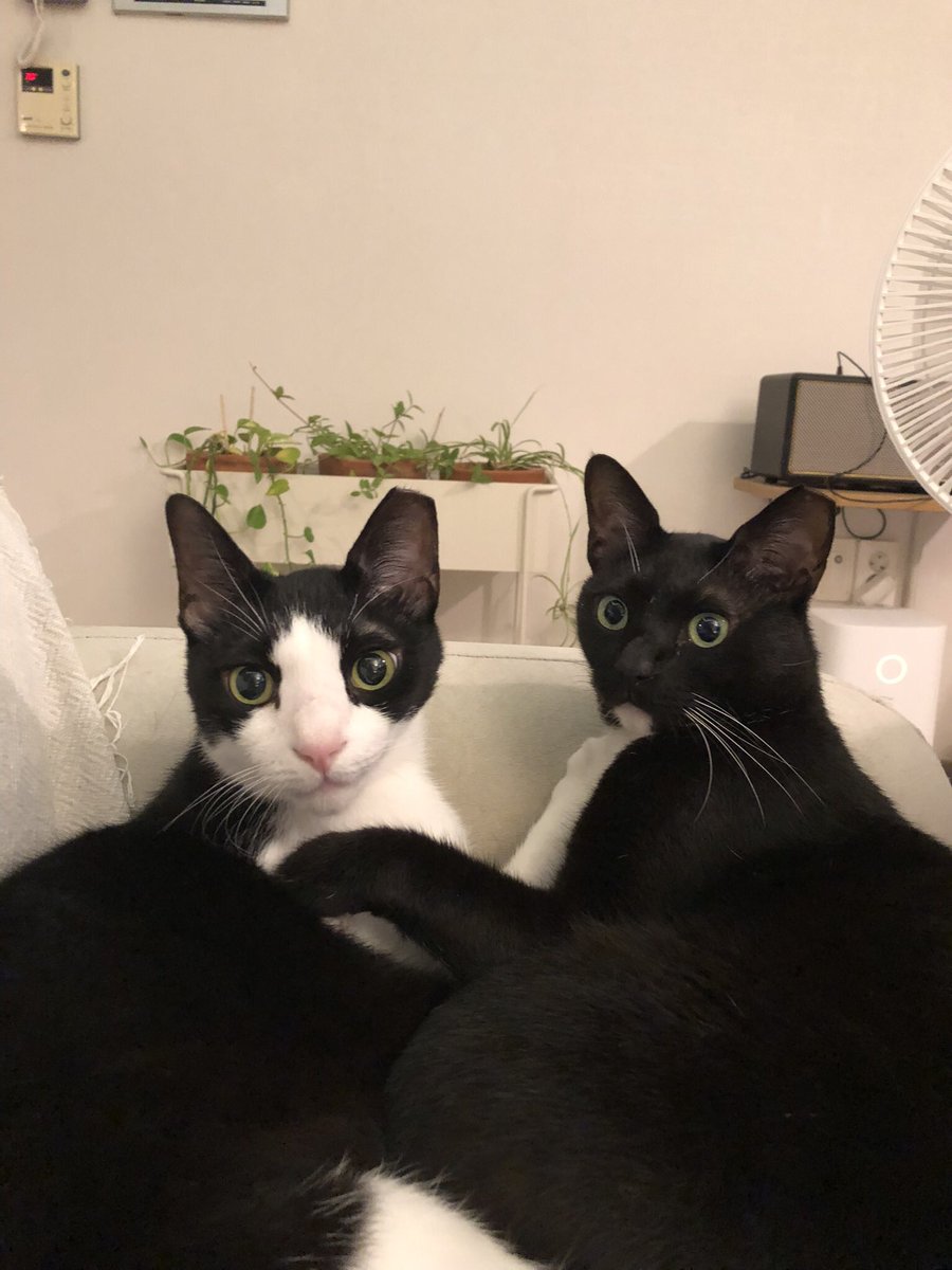 도도다다냥 (@dodo_dadada) on Twitter photo 