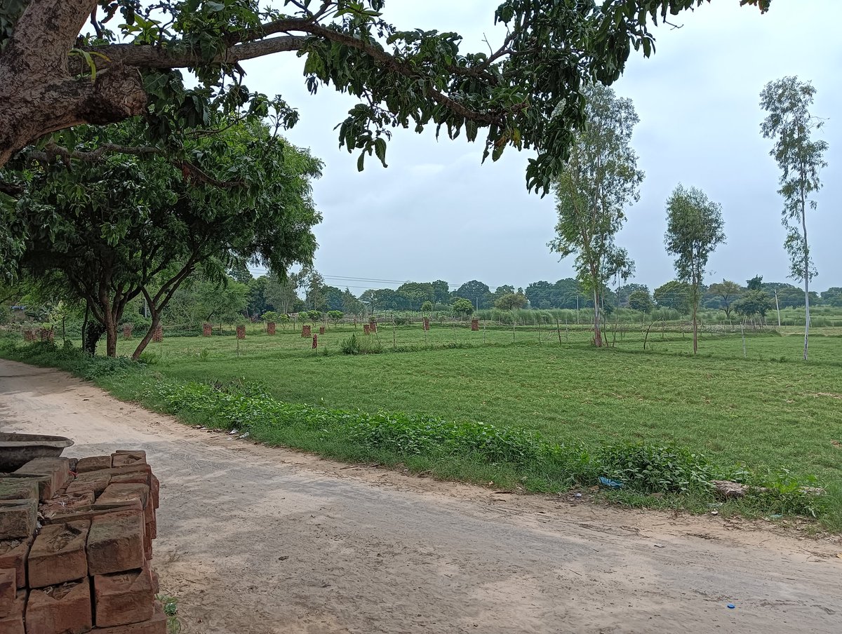 UP60345787's tweet photo. यह गांव की हरियाली बेहतरीन वातावरण शुद्ध हवा बड़ी-बड़ी स्मार्ट सिटी से बेहतर है शुद्ध हवा है शोर-शराबा नहीं है ट्रैफिक जाम नहीं है पीने का साफ पानी है नर्क में जीने से क्या फायदा गांव में रहोगे 10 साल ज्यादा जियोगे जय श्री राम https://t.co/j4990qwBdj
