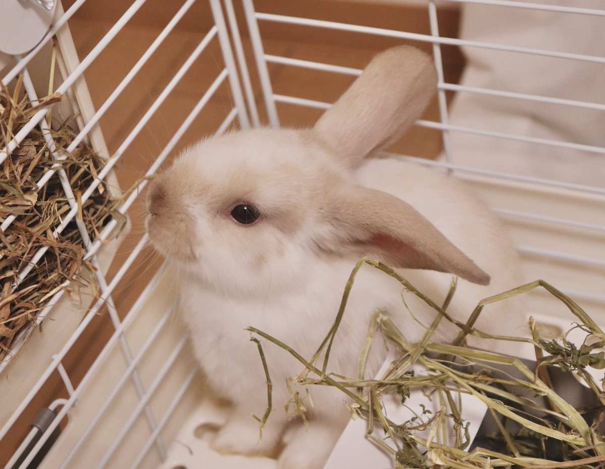 gomadan_p_p's tweet photo. (質問)🐰さんの部屋んぽ時に、噛まないようにするにはどうしたらいいでしょうか…？😭体重測定→サークル内部屋んぽ→うさダッシュ→ペレット・牧草交換→サークル外の飼い主の所に行こうとする→飼い主がサークル内に入って戯れようとすると、後追いして周りをグルグル回ったり、
#うさぎのいる暮らし https://t.co/k2jUazh3eE