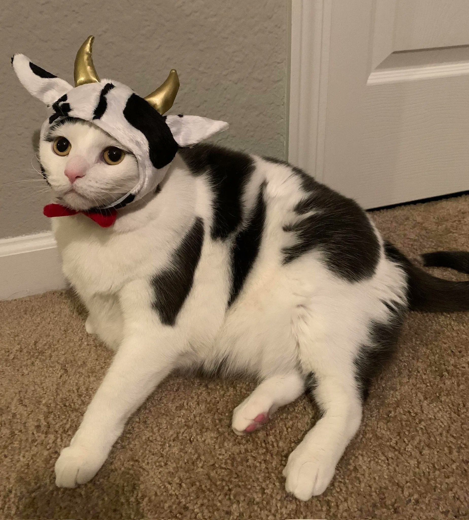 Cat cow 2024 costume