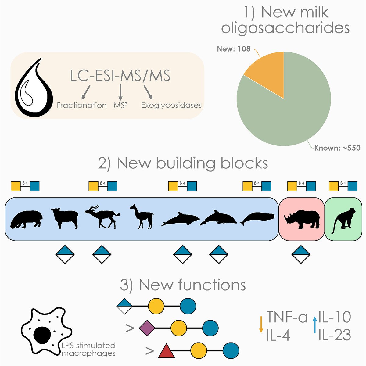 Fresh from our Glyco26 speakers, Ana S. Luis and Daniel Bojar in MCP,
"Breast Milk Oligosaccharides Contain Immunomodulatory Glucuronic Acid and  LacdiNAc"
sciencedirect.com/science/articl…