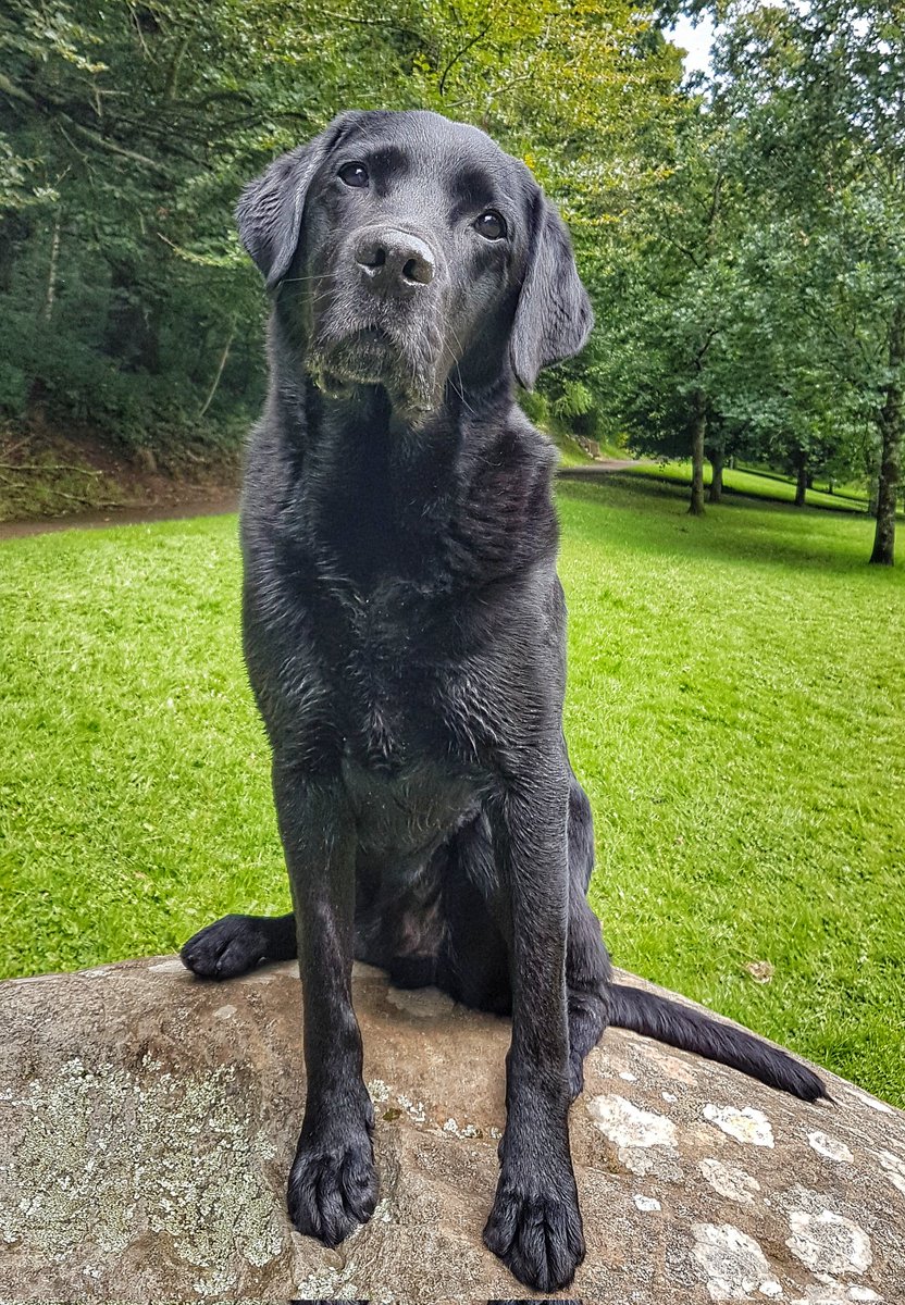 (Not) Posh Dave tweet media