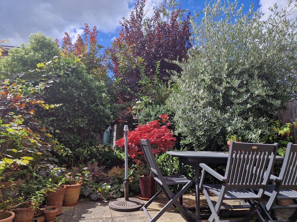 back in sunny #Blighty, #gardenjungle