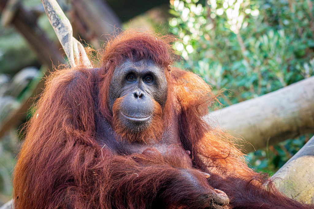 Houston Zoo tweet media
