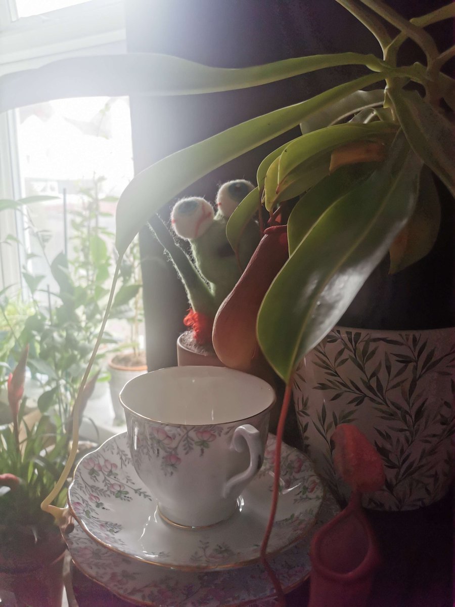 epiphronds's tweet photo. Having been part of this X thing for approximately five minutes, one can't help but conclude that you'd all be far happier if you spent less time scrolling here and more time considering the merits of plants. 

Regardless: hello, world. This is Halmarut🌱 https://t.co/WXiyoFaWiC