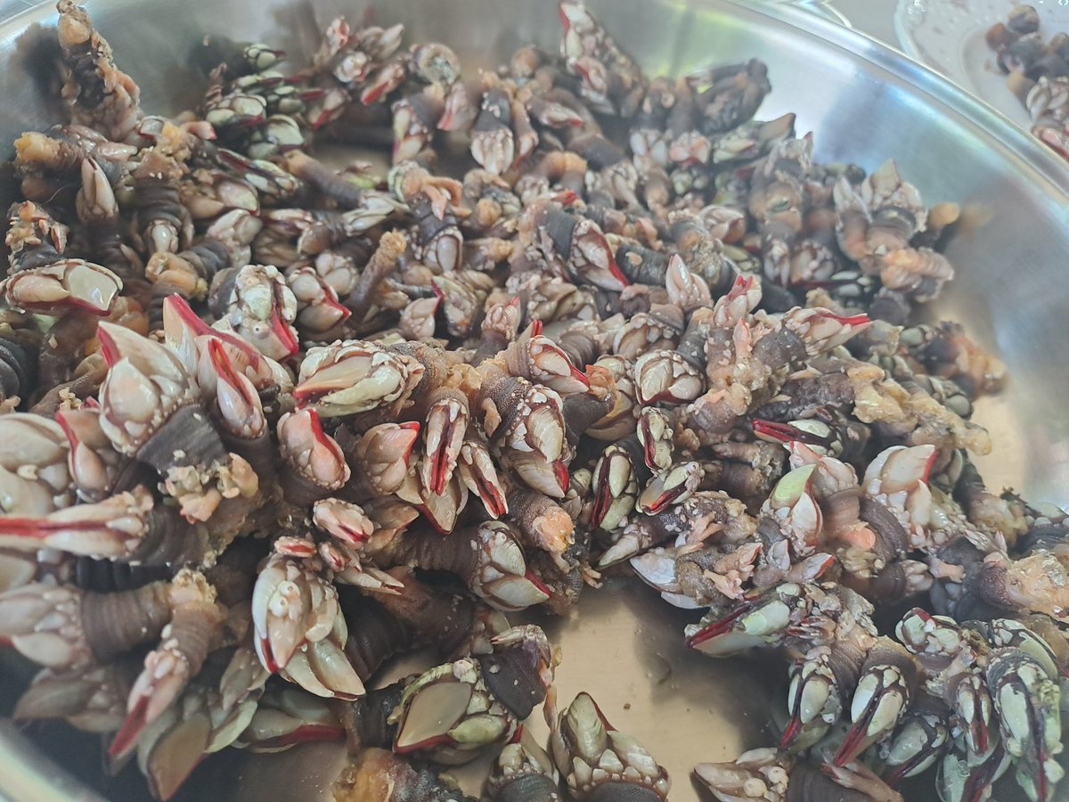 UrkoBR's tweet photo. Oreja con mahonesa picante de chile chipotle, percebes y Triple Zéro de La Taille aux Loups. Sufriendo. https://t.co/mpfC7VsvSI