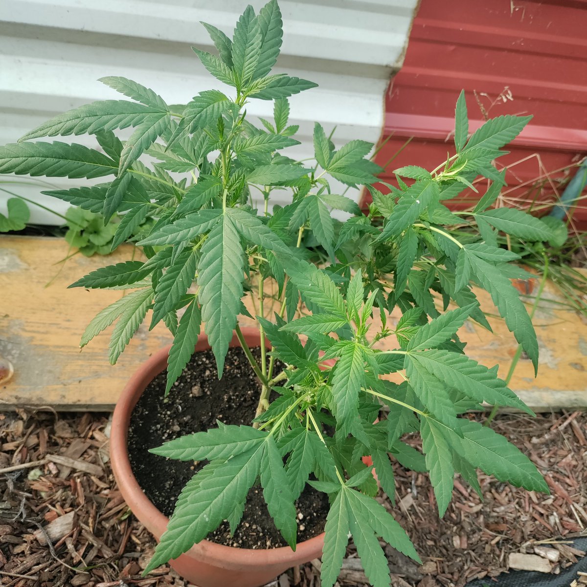 dwin666's tweet photo. #irvinearmy update
Super Silver Haze X Cherry Pie
@breeder_j @irvineseedco
Looking good ππΎ
#level1tester #irvineseeds #CannabisCommunity
#cannabisculture #growyourown #CannaLand #Mmemberville https://t.co/3GfeHFTOi1