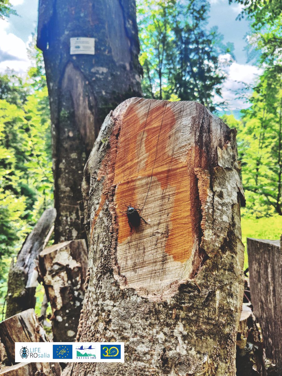 LIFENatROsalia's tweet photo. #Monitoring activities in #Lepsa #Vrancea #Romania
#Osmoderma_eremita #Hermit_beetle
#SaproxylicInsects #biodiversity #conservation #deadwood_habitats #veteranization #veteran_trees #wood_piles #wood_mold_boxes #PutnaVranceaNaturalPark #LifeROsalia #LIFENature https://t.co/r2ekqry91Q